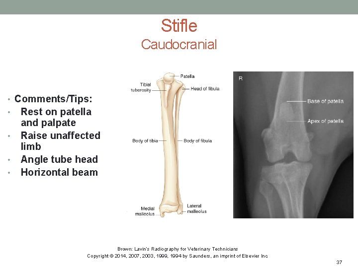 Stifle Caudocranial • Comments/Tips: • • Rest on patella and palpate Raise unaffected limb