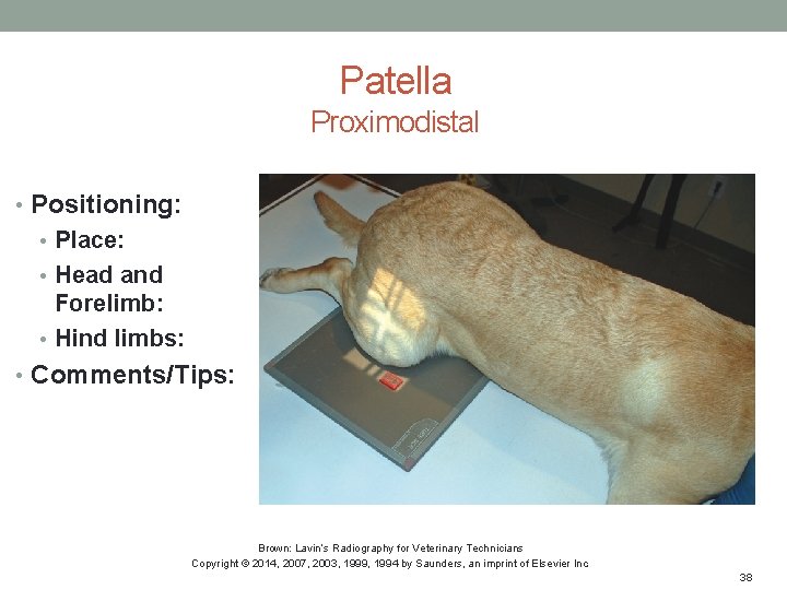 Patella Proximodistal • Positioning: • Place: • Head and Forelimb: • Hind limbs: •
