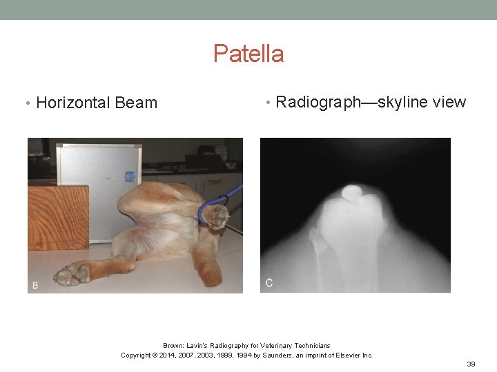 Patella • Horizontal Beam • Radiograph—skyline view Brown: Lavin’s Radiography for Veterinary Technicians Copyright