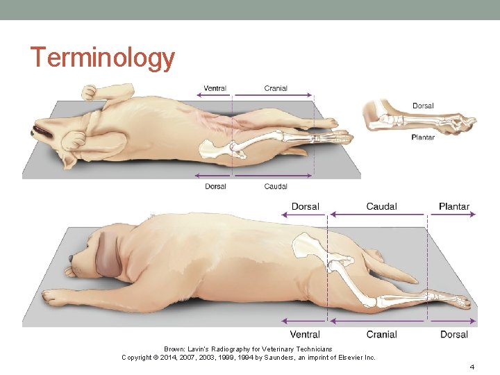 Terminology Brown: Lavin’s Radiography for Veterinary Technicians Copyright © 2014, 2007, 2003, 1999, 1994