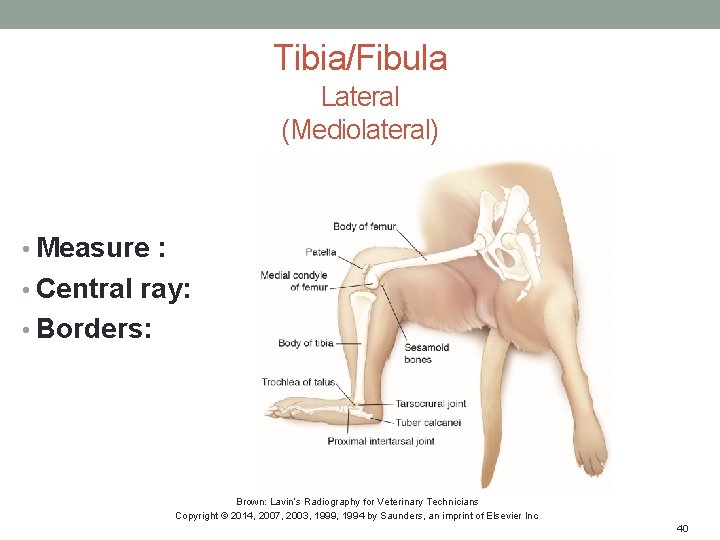 Tibia/Fibula Lateral (Mediolateral) • Measure : • Central ray: • Borders: Brown: Lavin’s Radiography