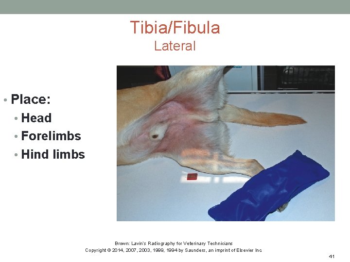 Tibia/Fibula Lateral • Place: • Head • Forelimbs • Hind limbs Brown: Lavin’s Radiography
