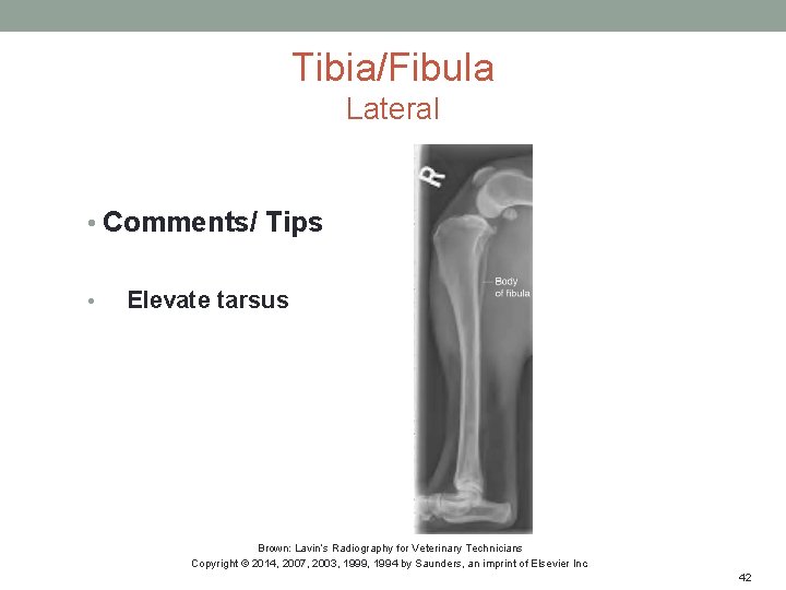 Tibia/Fibula Lateral • Comments/ Tips • Elevate tarsus Brown: Lavin’s Radiography for Veterinary Technicians