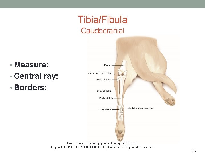 Tibia/Fibula Caudocranial • Measure: • Central ray: • Borders: Brown: Lavin’s Radiography for Veterinary