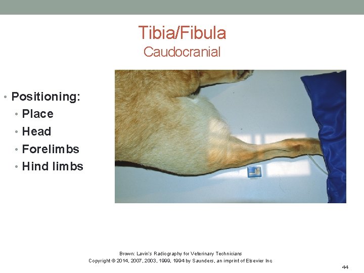 Tibia/Fibula Caudocranial • Positioning: • Place • Head • Forelimbs • Hind limbs Brown: