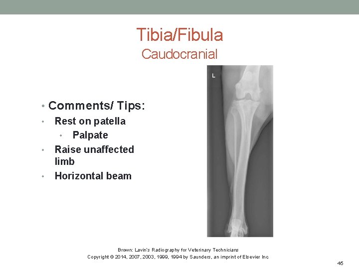 Tibia/Fibula Caudocranial • Comments/ Tips: • Rest on patella • Palpate • Raise unaffected