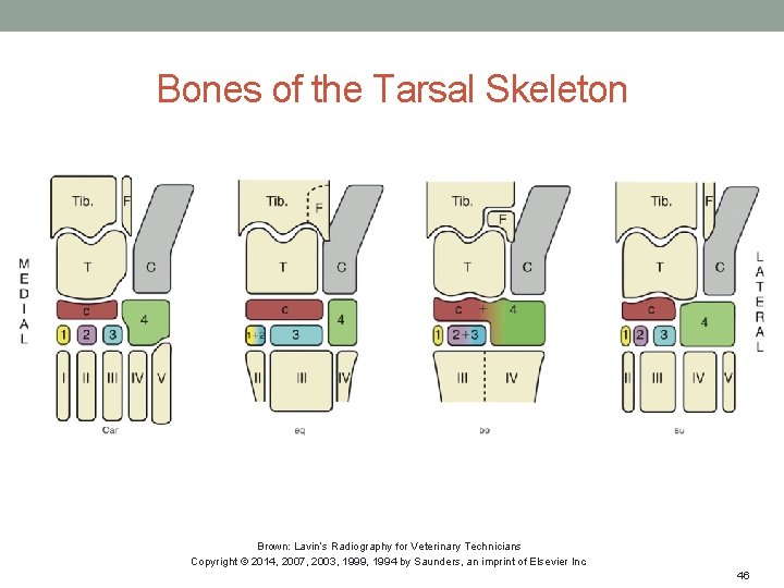Bones of the Tarsal Skeleton Brown: Lavin’s Radiography for Veterinary Technicians Copyright © 2014,