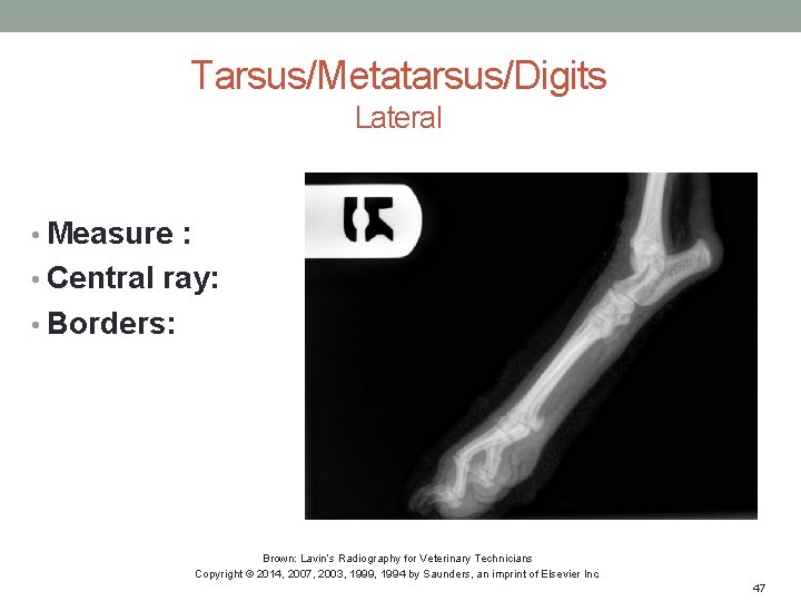 Tarsus/Metatarsus/Digits Lateral • Measure : • Central ray: • Borders: Brown: Lavin’s Radiography for