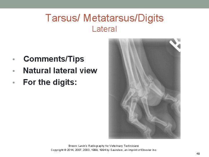 Tarsus/ Metatarsus/Digits Lateral Comments/Tips • Natural lateral view • For the digits: • Brown:
