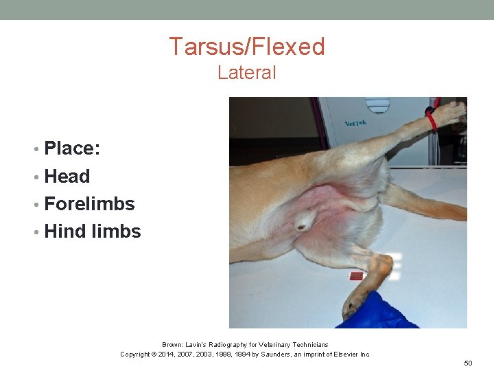 Tarsus/Flexed Lateral • Place: • Head • Forelimbs • Hind limbs Brown: Lavin’s Radiography