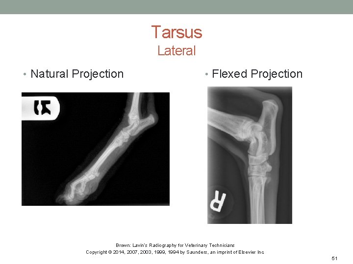 Tarsus Lateral • Natural Projection • Flexed Projection Brown: Lavin’s Radiography for Veterinary Technicians