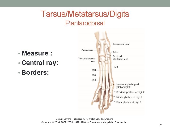 Tarsus/Metatarsus/Digits Plantarodorsal • Measure : • Central ray: • Borders: Brown: Lavin’s Radiography for