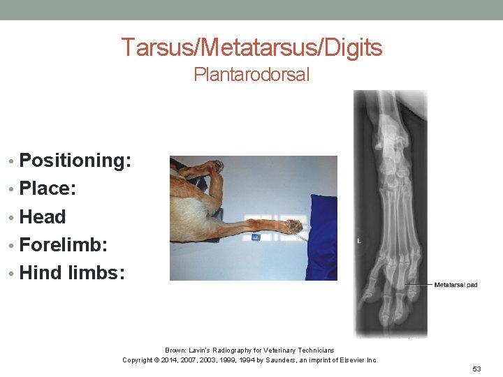 Tarsus/Metatarsus/Digits Plantarodorsal • Positioning: • Place: • Head • Forelimb: • Hind limbs: Brown: