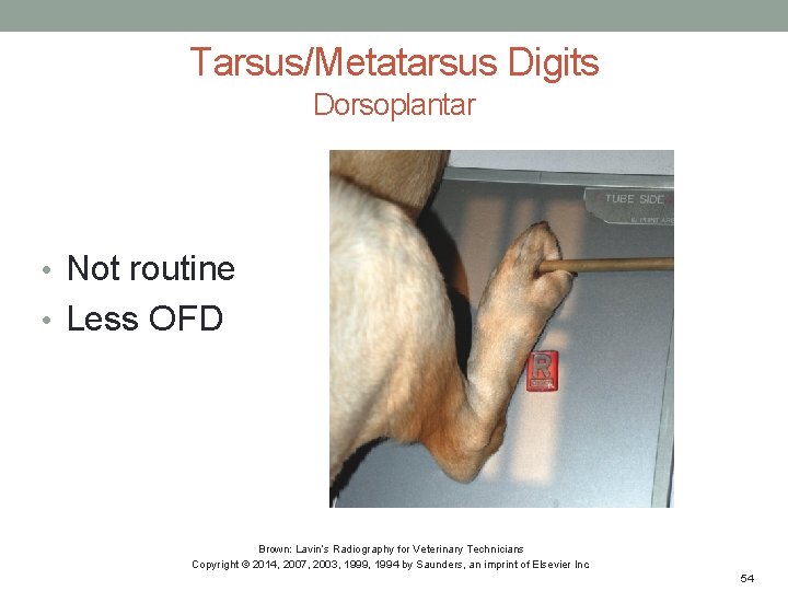 Tarsus/Metatarsus Digits Dorsoplantar • Not routine • Less OFD Brown: Lavin’s Radiography for Veterinary