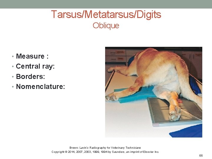 Tarsus/Metatarsus/Digits Oblique • Measure : • Central ray: • Borders: • Nomenclature: Brown: Lavin’s