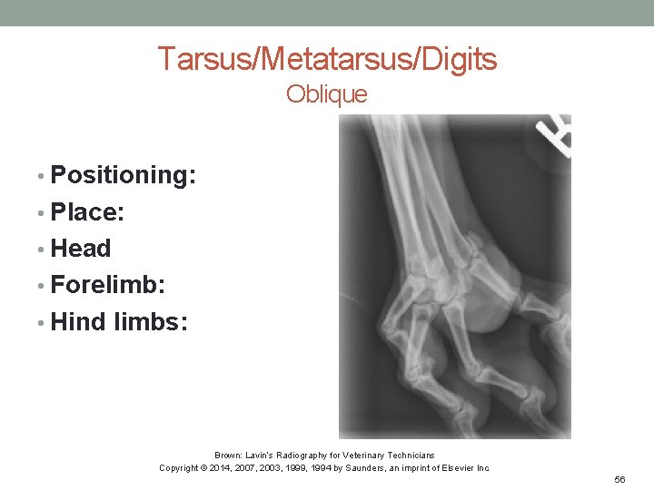 Tarsus/Metatarsus/Digits Oblique • Positioning: • Place: • Head • Forelimb: • Hind limbs: Brown: