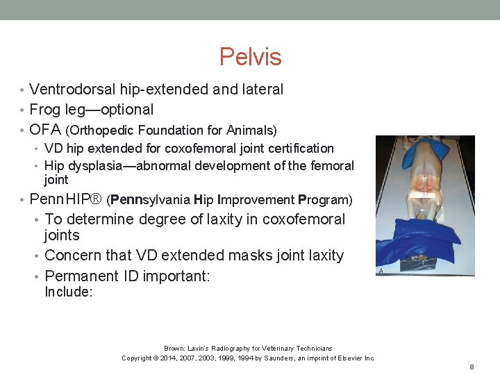 Pelvis • Ventrodorsal hip-extended and lateral • Frog leg—optional • OFA (Orthopedic Foundation for