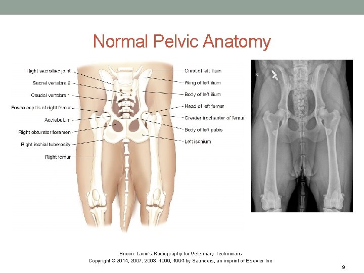 Normal Pelvic Anatomy Brown: Lavin’s Radiography for Veterinary Technicians Copyright © 2014, 2007, 2003,