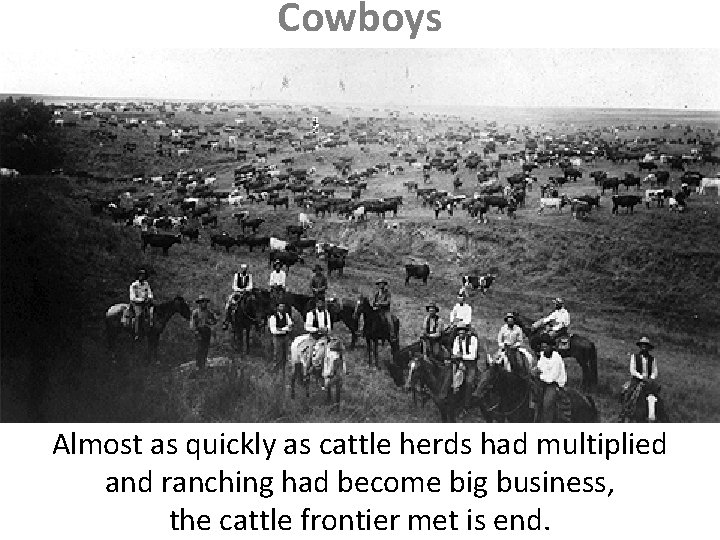 Cowboys Almost as quickly as cattle herds had multiplied and ranching had become big