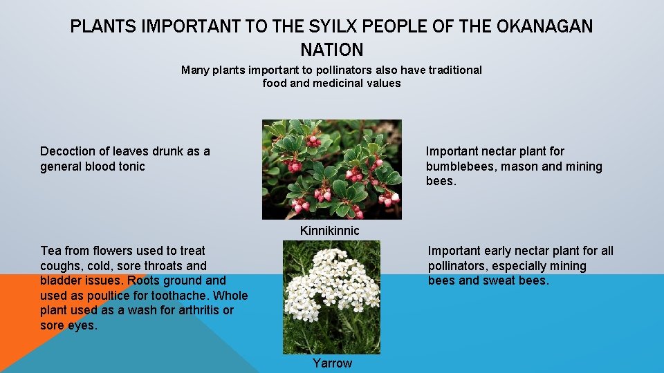 PLANTS IMPORTANT TO THE SYILX PEOPLE OF THE OKANAGAN NATION Many plants important to