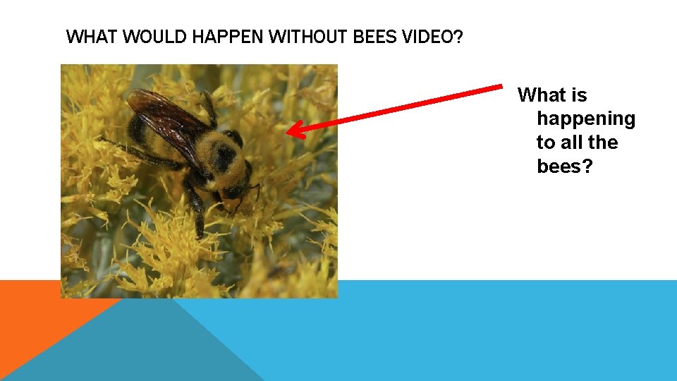 WHAT WOULD HAPPEN WITHOUT BEES VIDEO? What is happening to all the bees? 