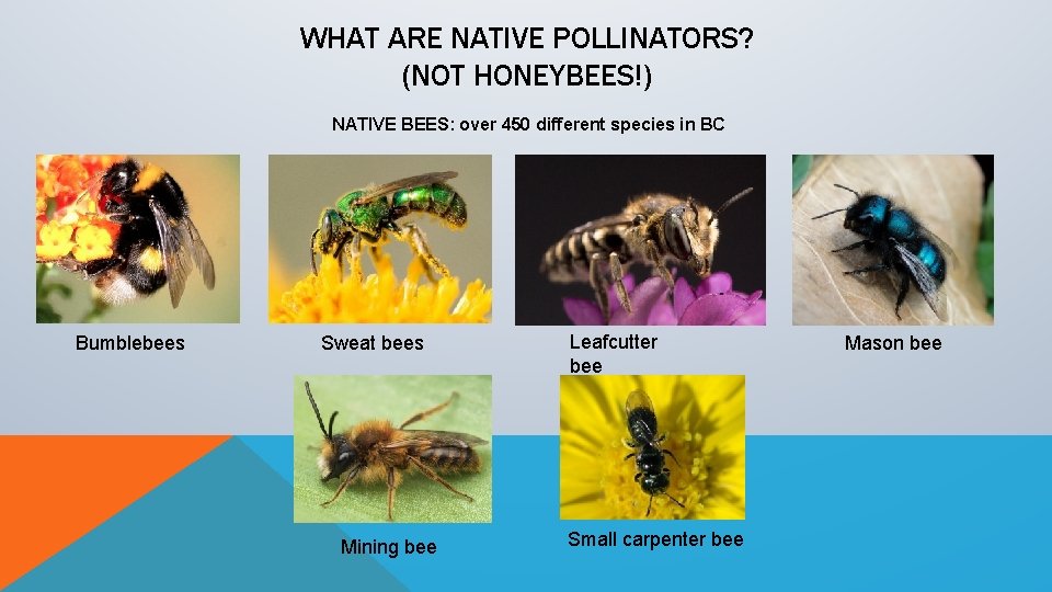 WHAT ARE NATIVE POLLINATORS? (NOT HONEYBEES!) NATIVE BEES: over 450 different species in BC