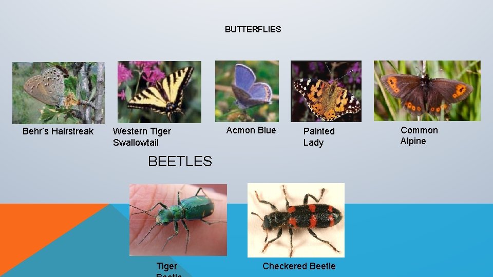 BUTTERFLIES Behr’s Hairstreak Western Tiger Swallowtail Acmon Blue Painted Lady BEETLES Tiger Checkered Beetle