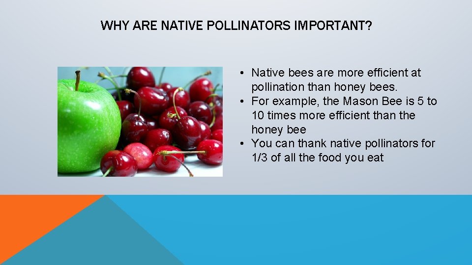 WHY ARE NATIVE POLLINATORS IMPORTANT? • Native bees are more efficient at pollination than