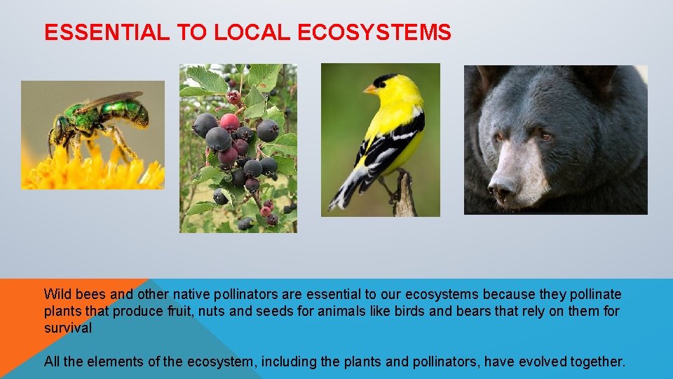 ESSENTIAL TO LOCAL ECOSYSTEMS Wild bees and other native pollinators are essential to our