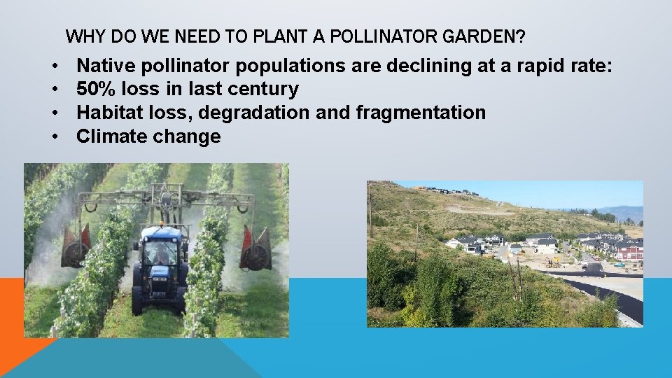 WHY DO WE NEED TO PLANT A POLLINATOR GARDEN? • • Native pollinator populations