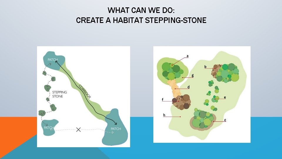 WHAT CAN WE DO: CREATE A HABITAT STEPPING-STONE 