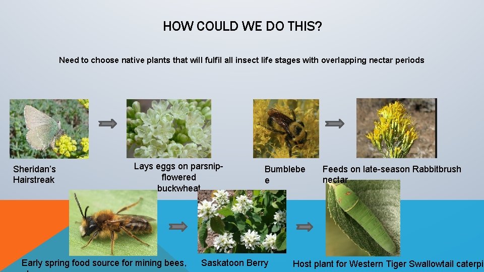 HOW COULD WE DO THIS? Need to choose native plants that will fulfil all