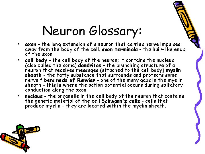 Neuron Glossary: • • • axon - the long extension of a neuron that