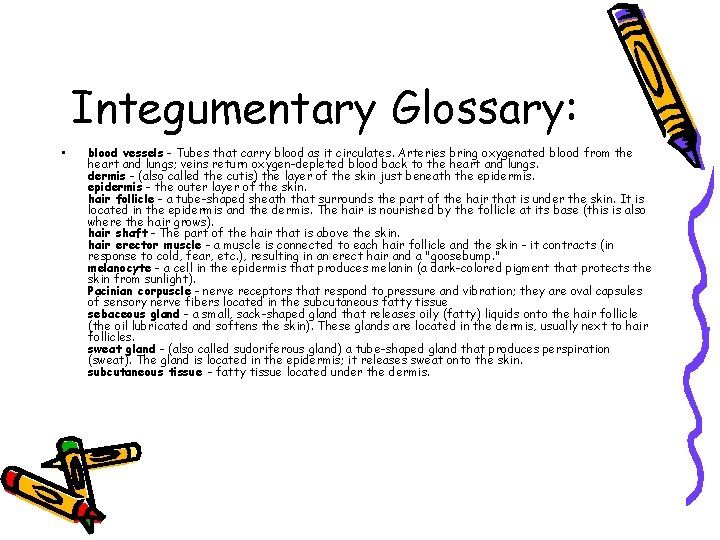 Integumentary Glossary: • blood vessels - Tubes that carry blood as it circulates. Arteries