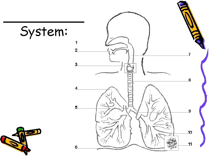 _____ System: 