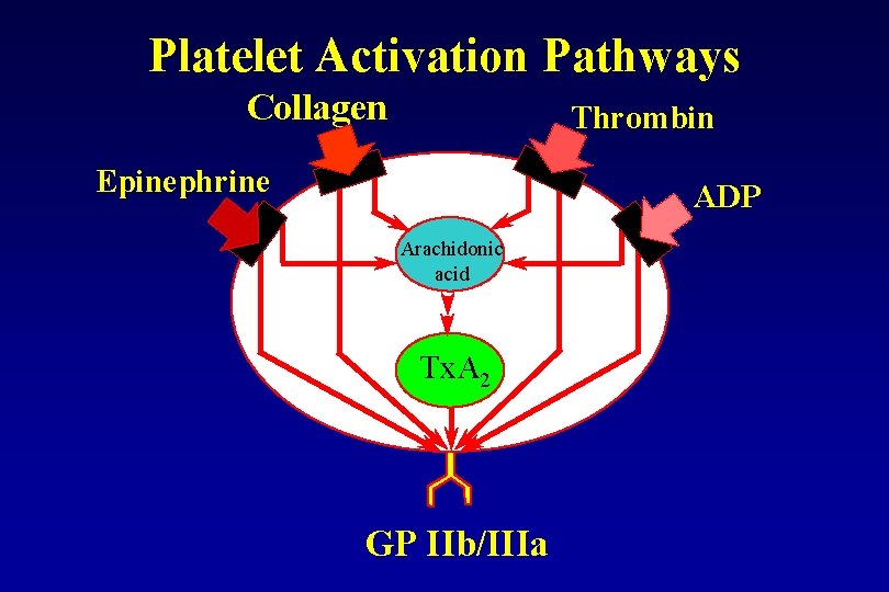 Platelet Activation Pathways Collagen Thrombin Epinephrine ADP Arachidonic acid Tx. A 2 GP IIb/IIIa