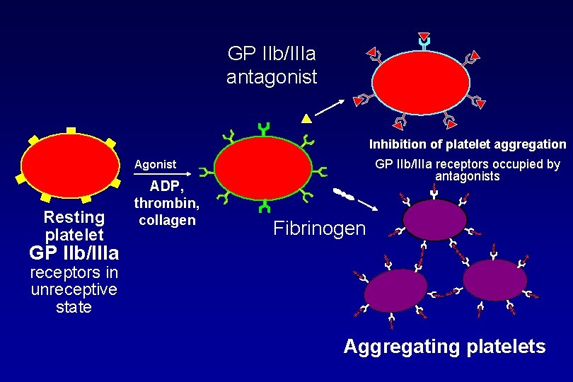 GP IIb/IIIa antagonist Inhibition of platelet aggregation GP IIb/IIIa receptors occupied by antagonists Agonist