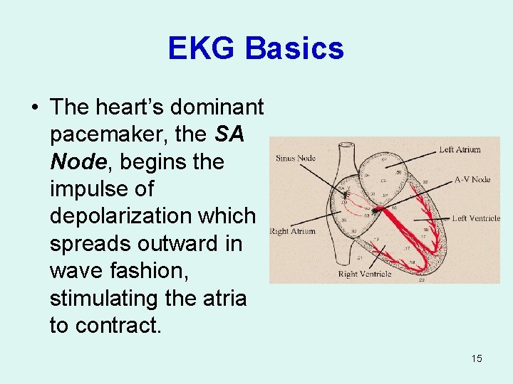 EKG Basics • The heart’s dominant pacemaker, the SA Node, begins the impulse of