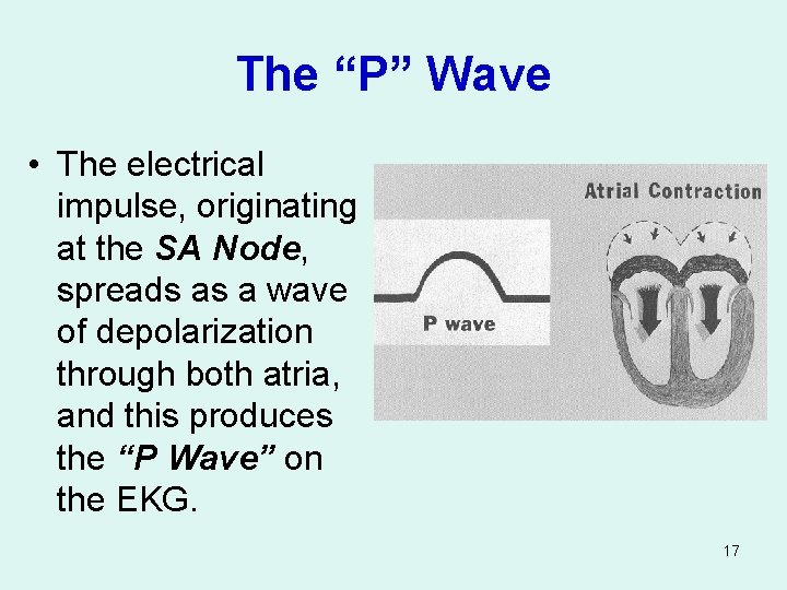 The “P” Wave • The electrical impulse, originating at the SA Node, spreads as