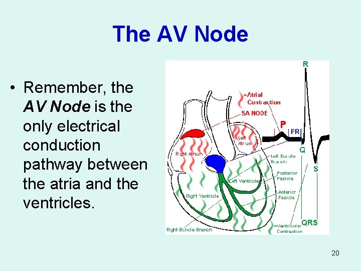 The AV Node • Remember, the AV Node is the only electrical conduction pathway
