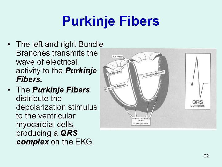 Purkinje Fibers • The left and right Bundle Branches transmits the wave of electrical