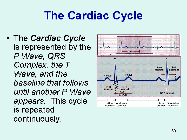 The Cardiac Cycle • The Cardiac Cycle is represented by the P Wave, QRS