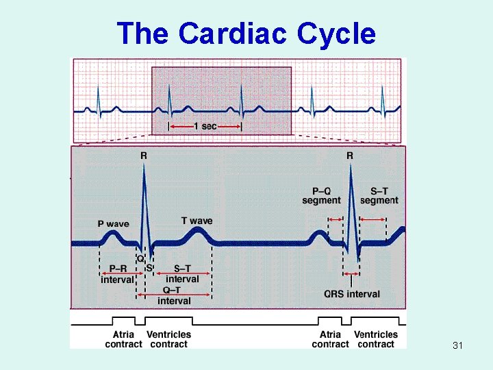 The Cardiac Cycle 31 