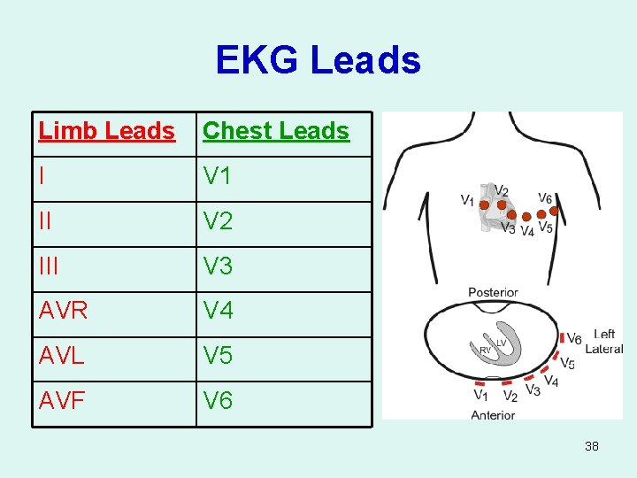 EKG Leads Limb Leads Chest Leads I V 1 II V 2 III V