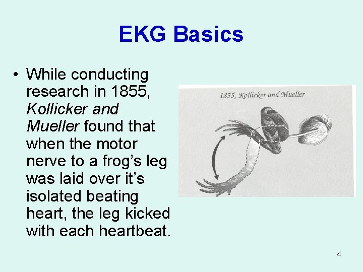 EKG Basics • While conducting research in 1855, Kollicker and Mueller found that when