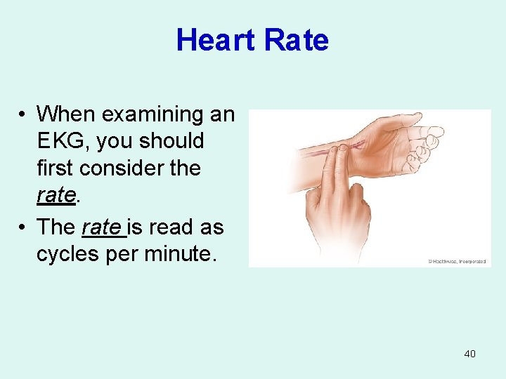 Heart Rate • When examining an EKG, you should first consider the rate. •