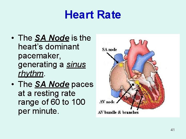 Heart Rate • The SA Node is the heart’s dominant pacemaker, generating a sinus