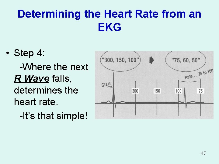 Determining the Heart Rate from an EKG • Step 4: -Where the next R