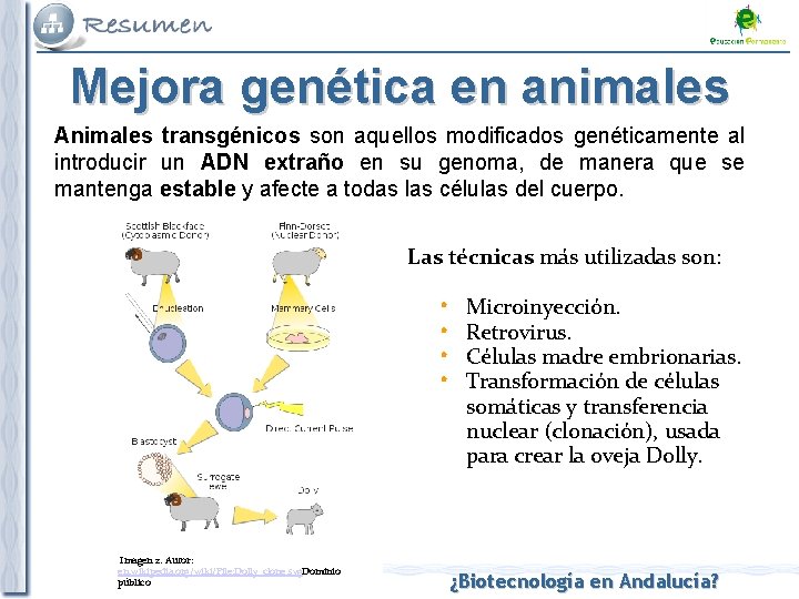 Mejora genética en animales Animales transgénicos son aquellos modificados genéticamente al introducir un ADN