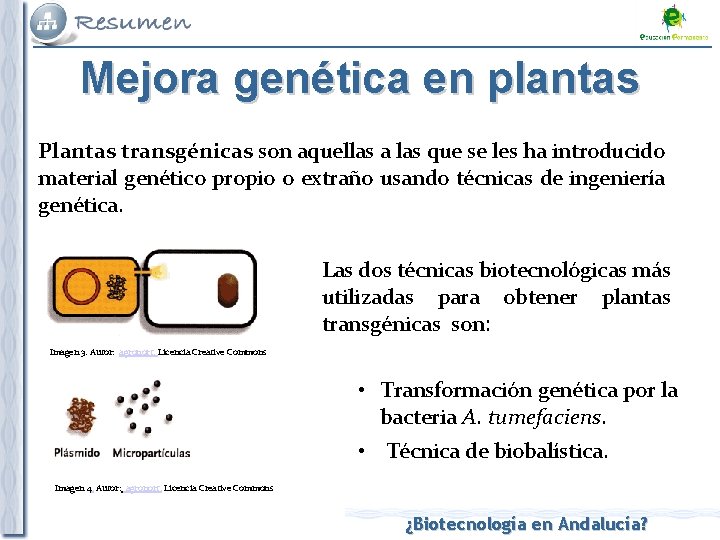 Mejora genética en plantas Plantas transgénicas son aquellas a las que se les ha